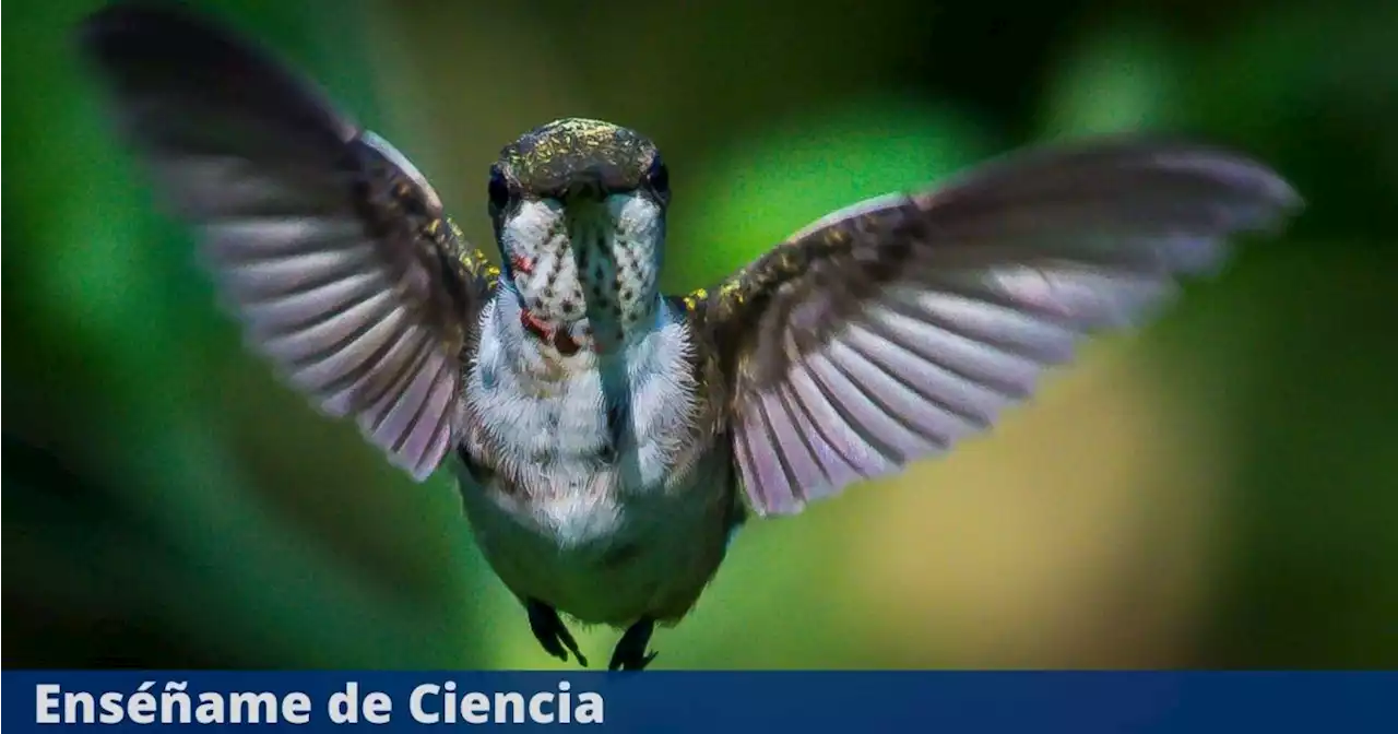 Respira hondo antes de conocer la razón por la que los colibríes llegan a tu ventana