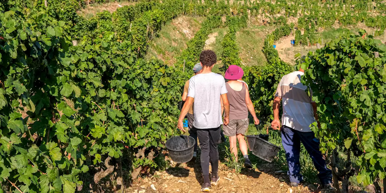 Manque de saisonniers : des agriculteurs obligés de détruire une partie de leurs récoltes