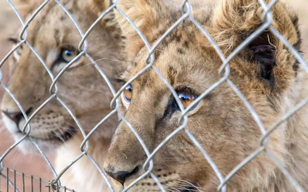 WATCH: 'Blood Lions' doccie launches on YouTube