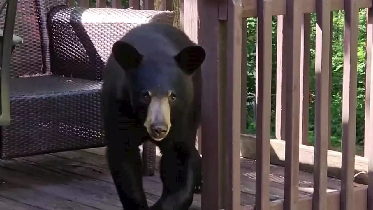 Bear surprises man relaxing outside his home: Video