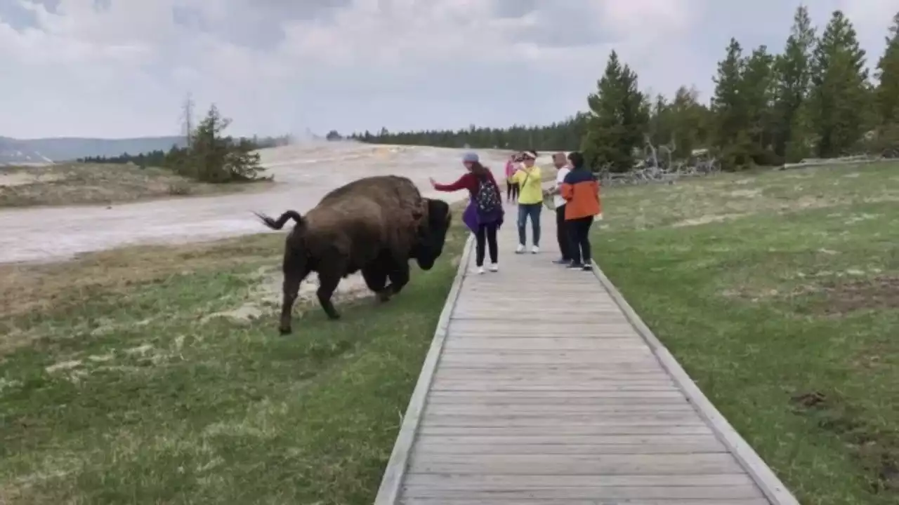 Yellowstone tourist gets scare of her life while attempting to pet bison: video