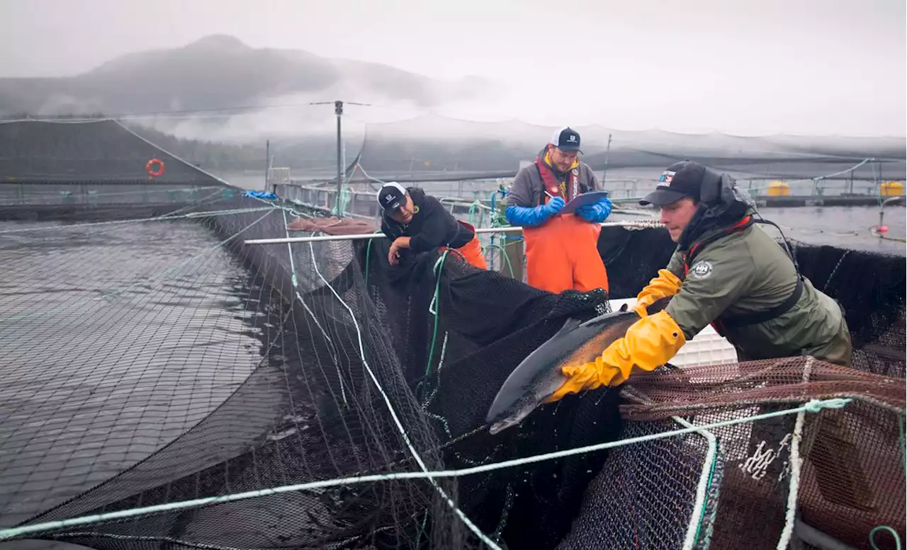 Minister to delay plan for closure of B.C. salmon farms after pressure from industry, Indigenous chief