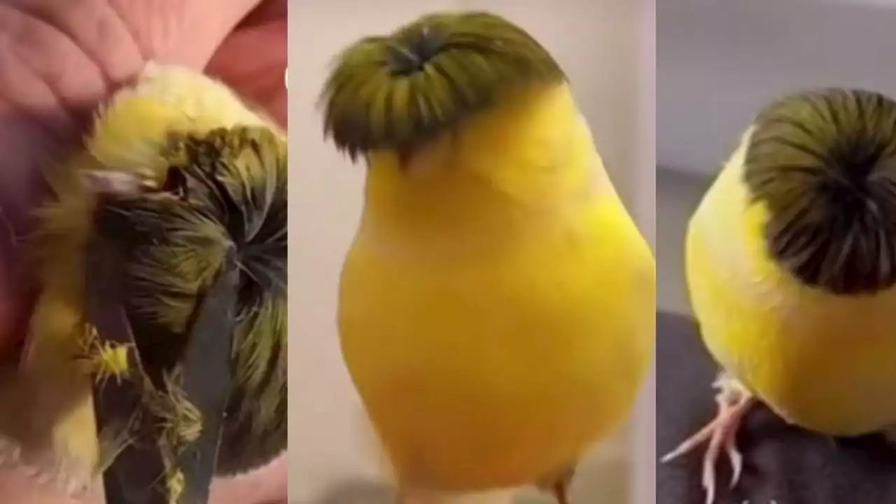 VIDEO | Transforma a su pollito en Peso Pluma con un peculiar corte y rompe TikTok