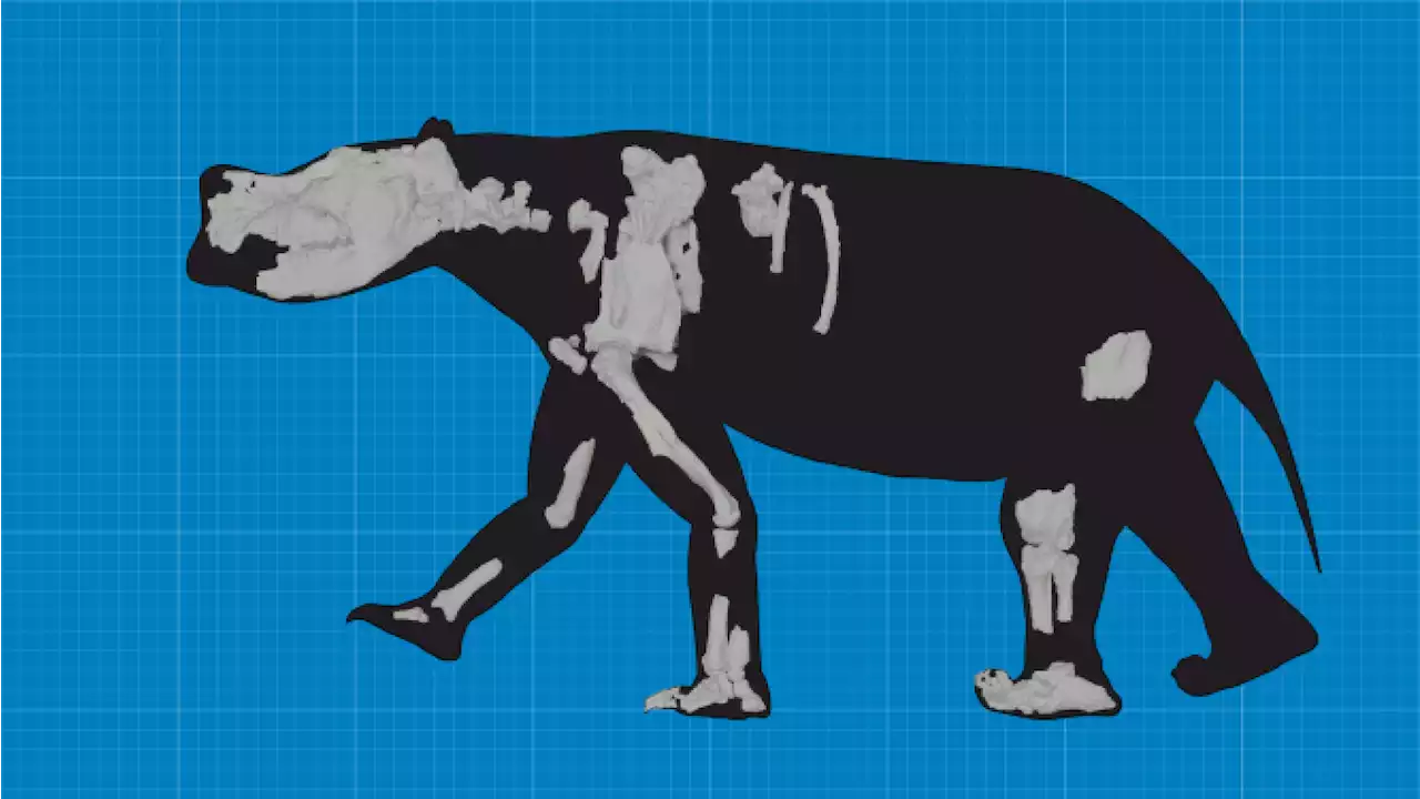 Australia's 550-pound marsupial walked with a 'heeled footpad' 3.5 million years ago