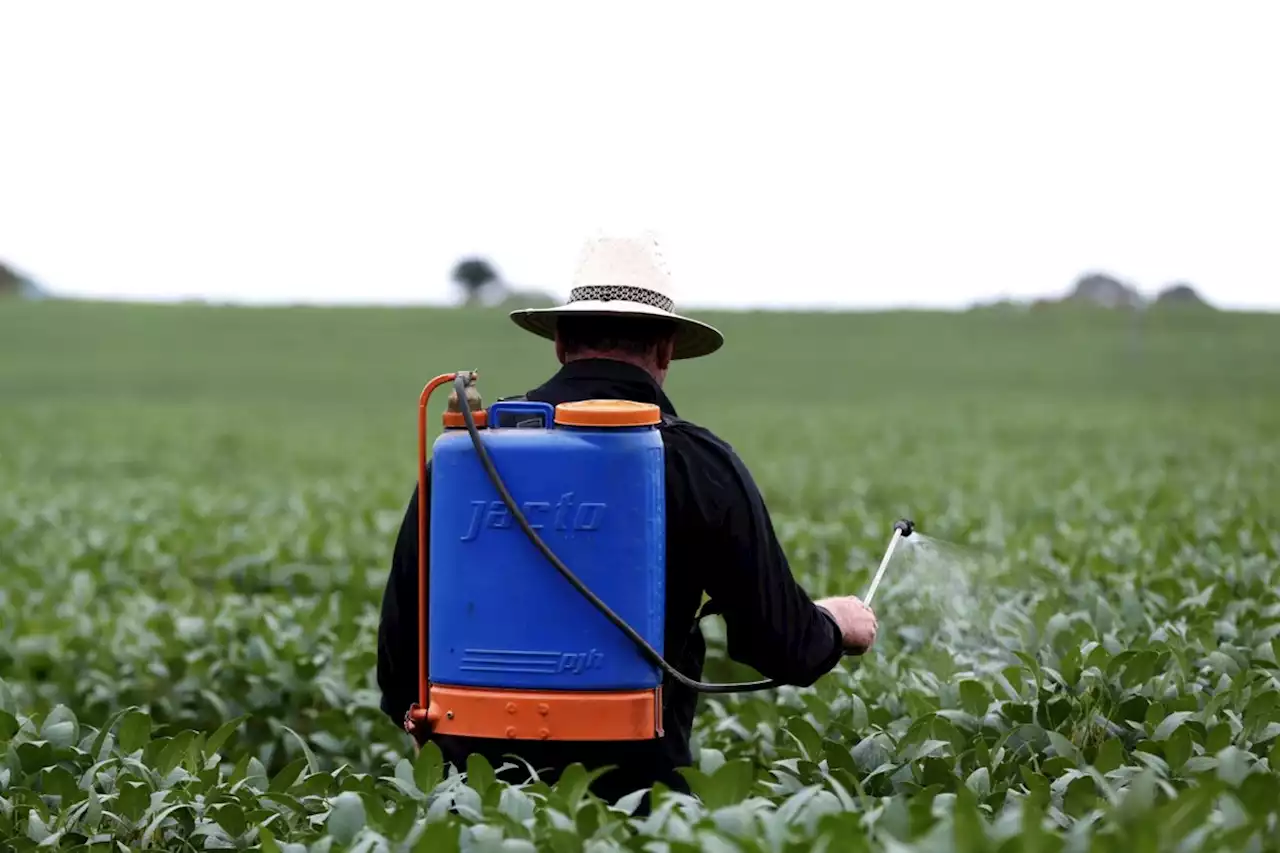 PL do agrotóxico: Ibama e Anvisa perderiam poder, e gatilhos acelerariam autorizações