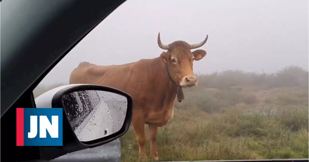 Padre de Caminha fala com vacas a caminho das missas na serra d'Arga