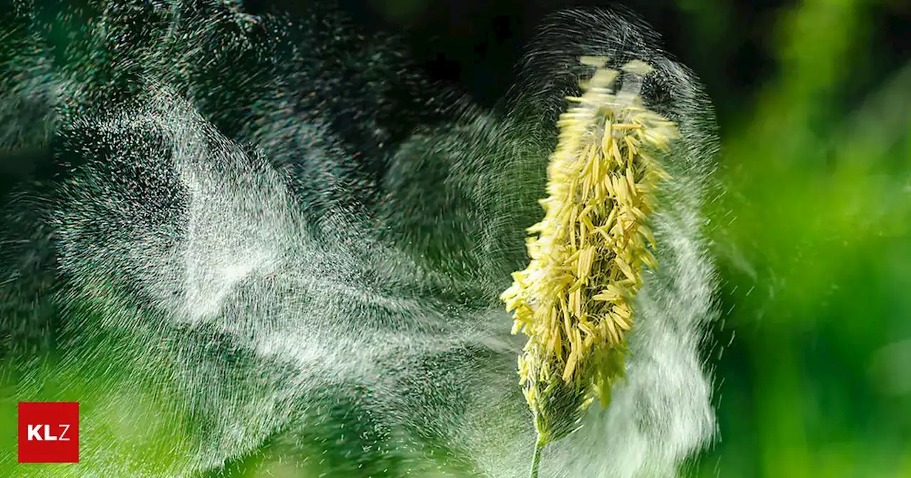 Pollenflug in Kärnten: Allergiker spüren jetzt den Höhepunkt der Gräserblüte