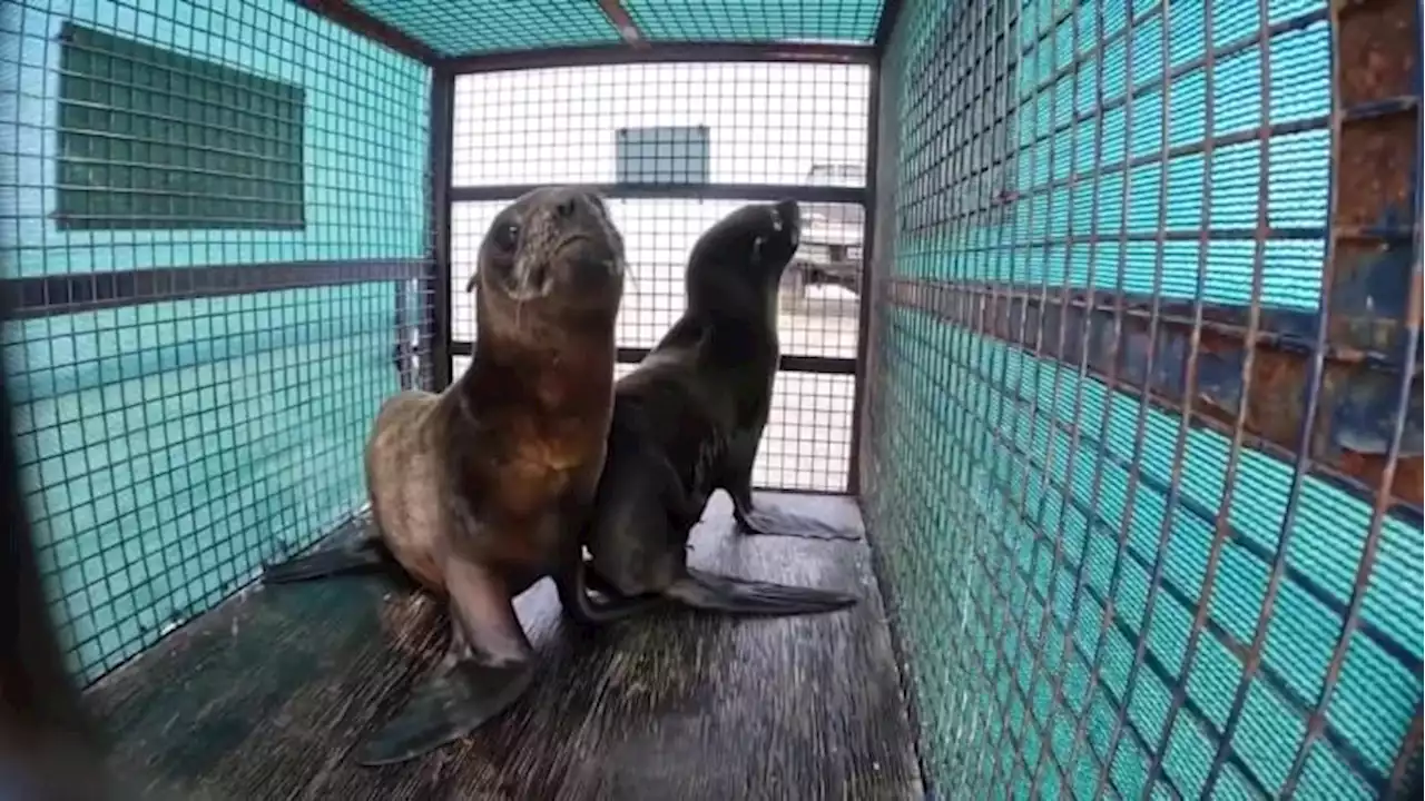 Watch sea lion with deep plastic wound return to the wild after recovery 🦭