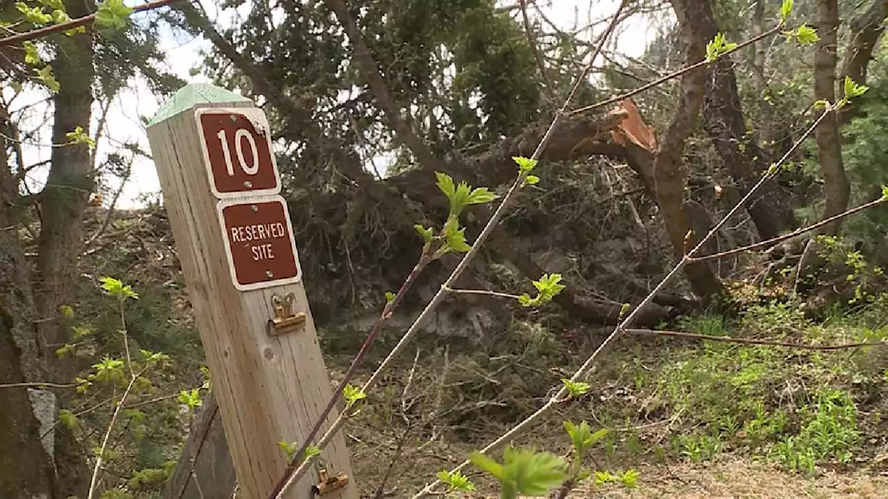 Crews work to clear snapped trees, avalanche debris in Little Cottonwood Canyon