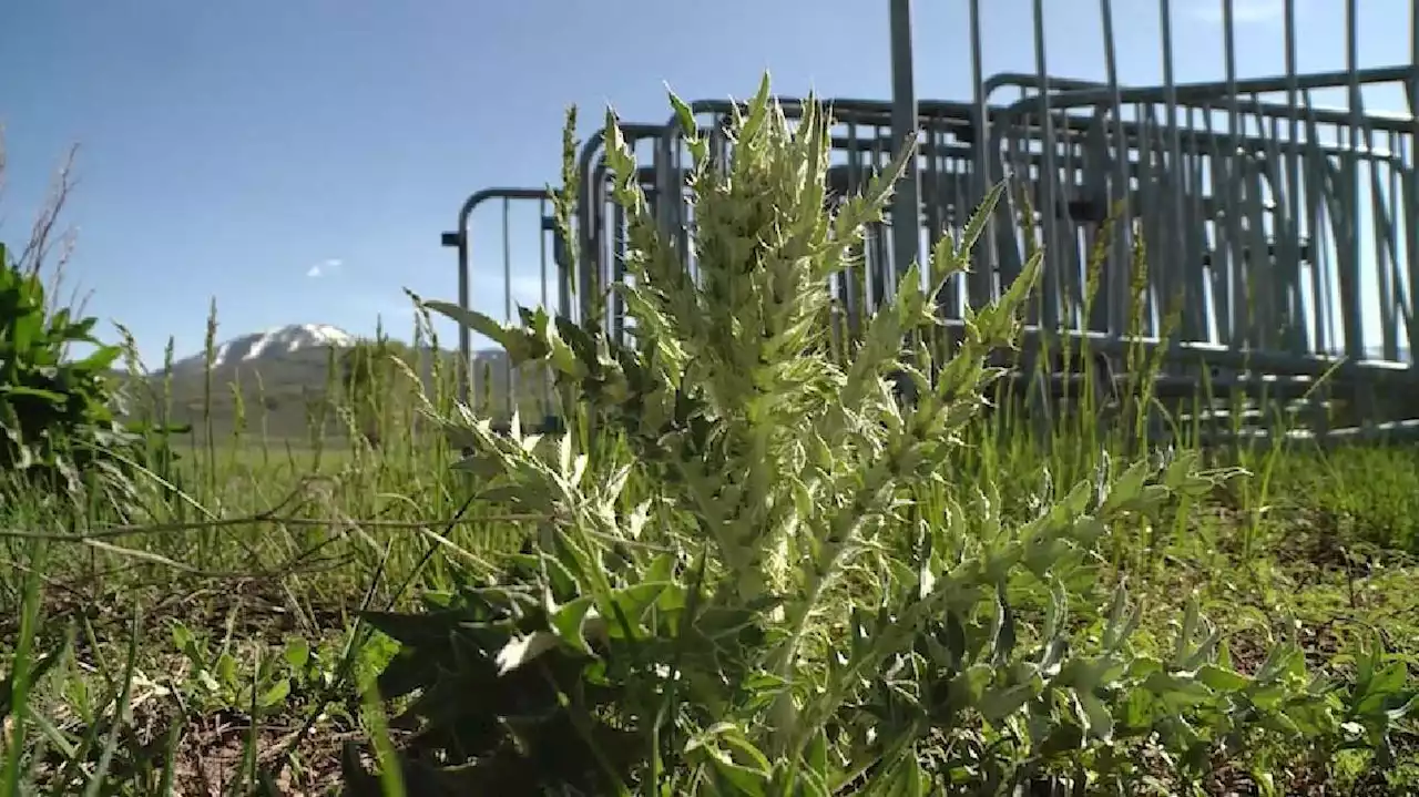 Summit County asks for public's help cutting down on noxious weeds