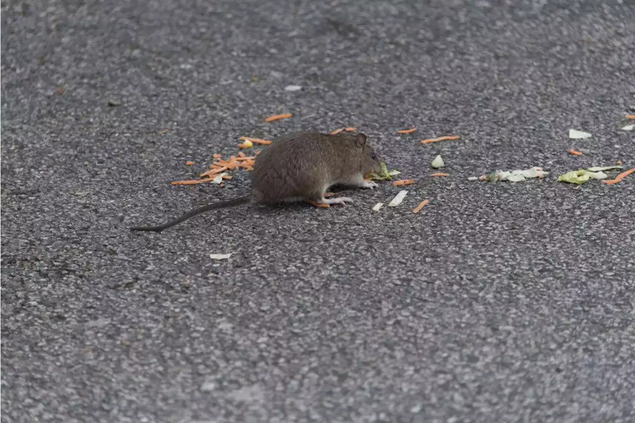 Las plagas de cucarachas, mosquitos y ratas aumentarán debido a la subida de las temperaturas