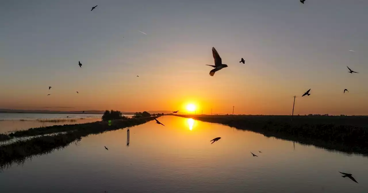 Central Valley flooding offers birds bountiful water; Will it also poison them?