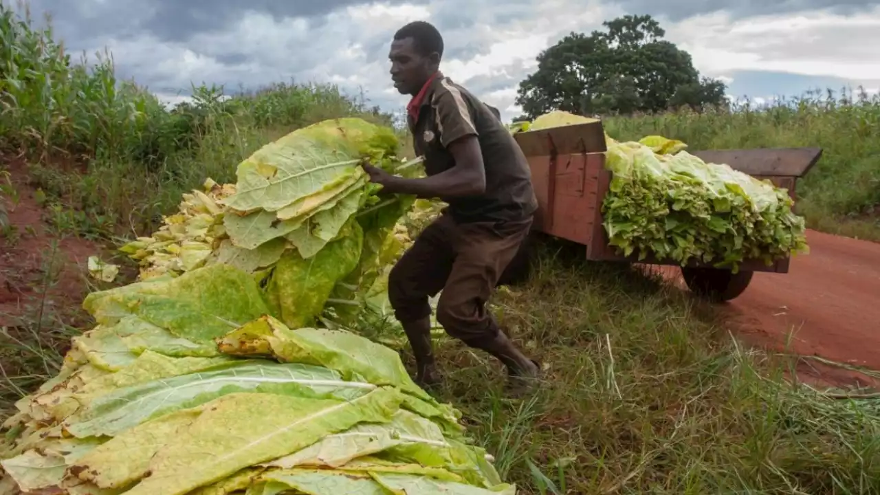 8m Deaths, 600m Trees Lost Annually To Tobacco Farming