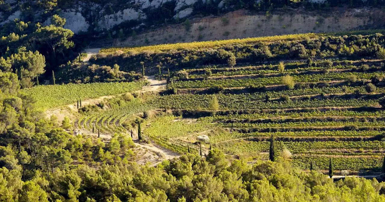 Vins : la revanche des rosés de terroir