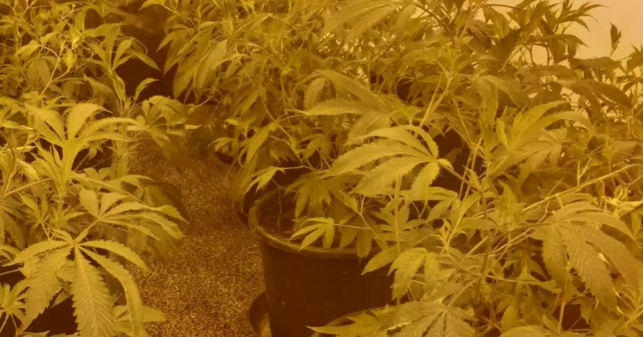 Lancs police offer 'free B&B' after helping cannabis farmers to 'cut crops'