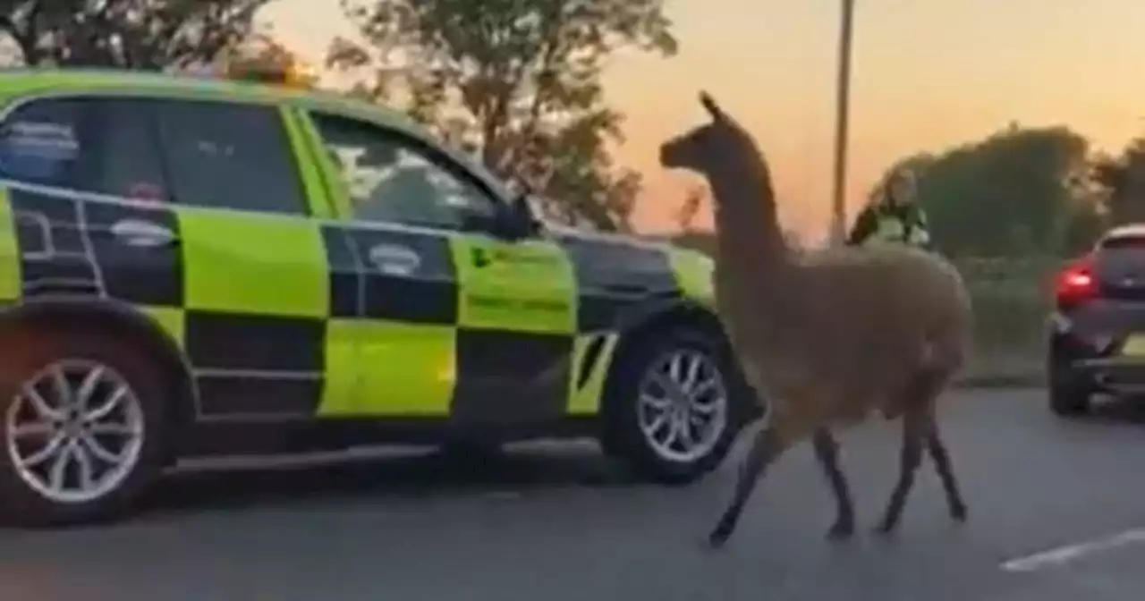 Runaway llama stops traffic on Lancs motorway leaving drivers bemused