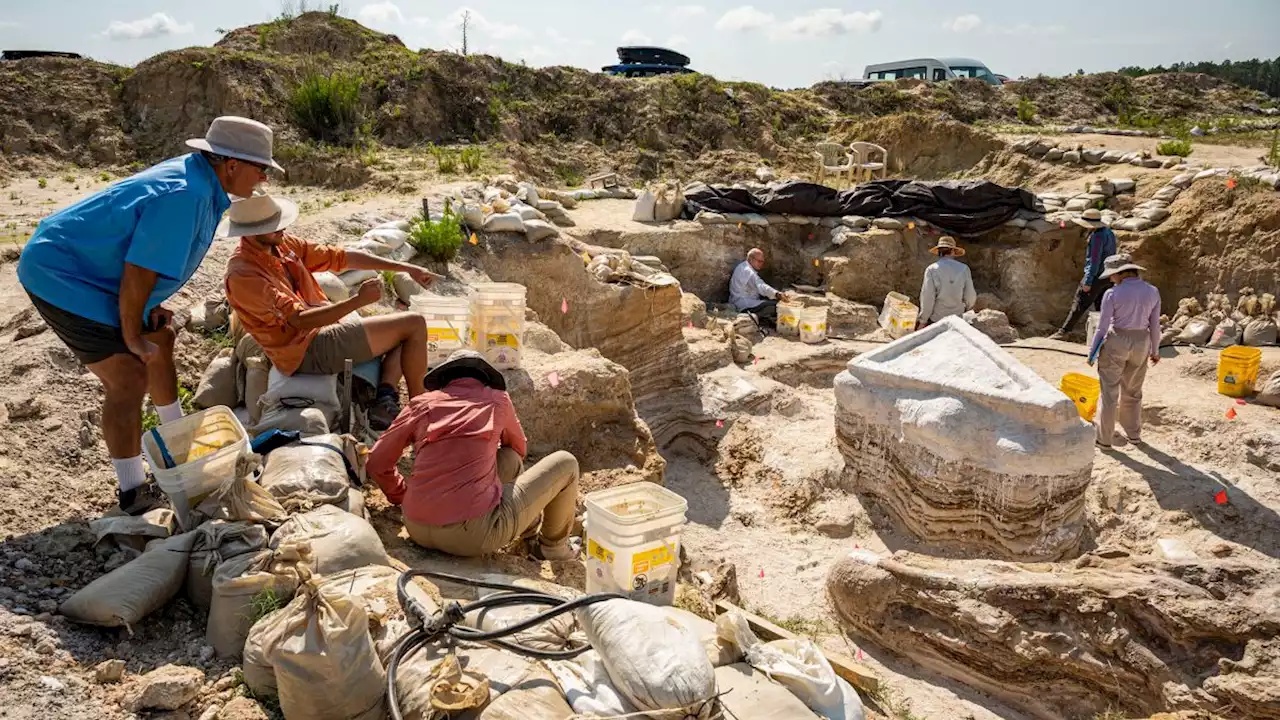 Nearly 6 million-year-old 'elephant graveyard' unearthed in Florida