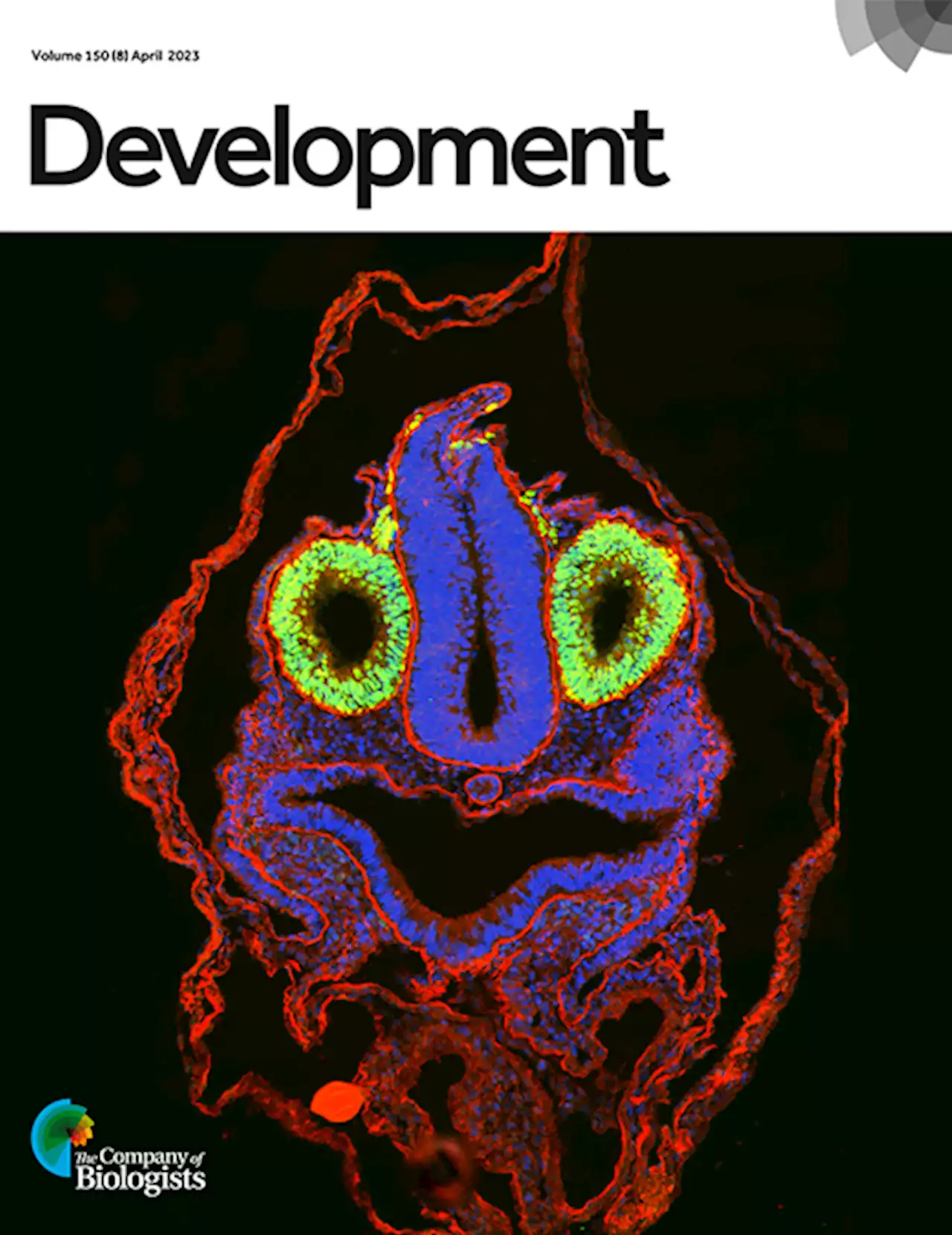 Pten inhibition dedifferentiates long-distance axon-regenerating intrinsically photosensitive retinal ganglion cells and upregulates mitochondria-associated Dynlt1a and Lars2