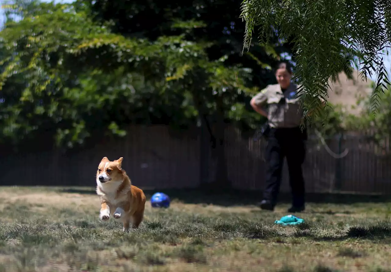 San Jose animal shelter looking for homes for hundreds of dogs, cats and other pets