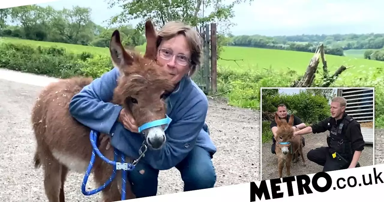 Stolen baby donkey has been found and now reunited with her mum