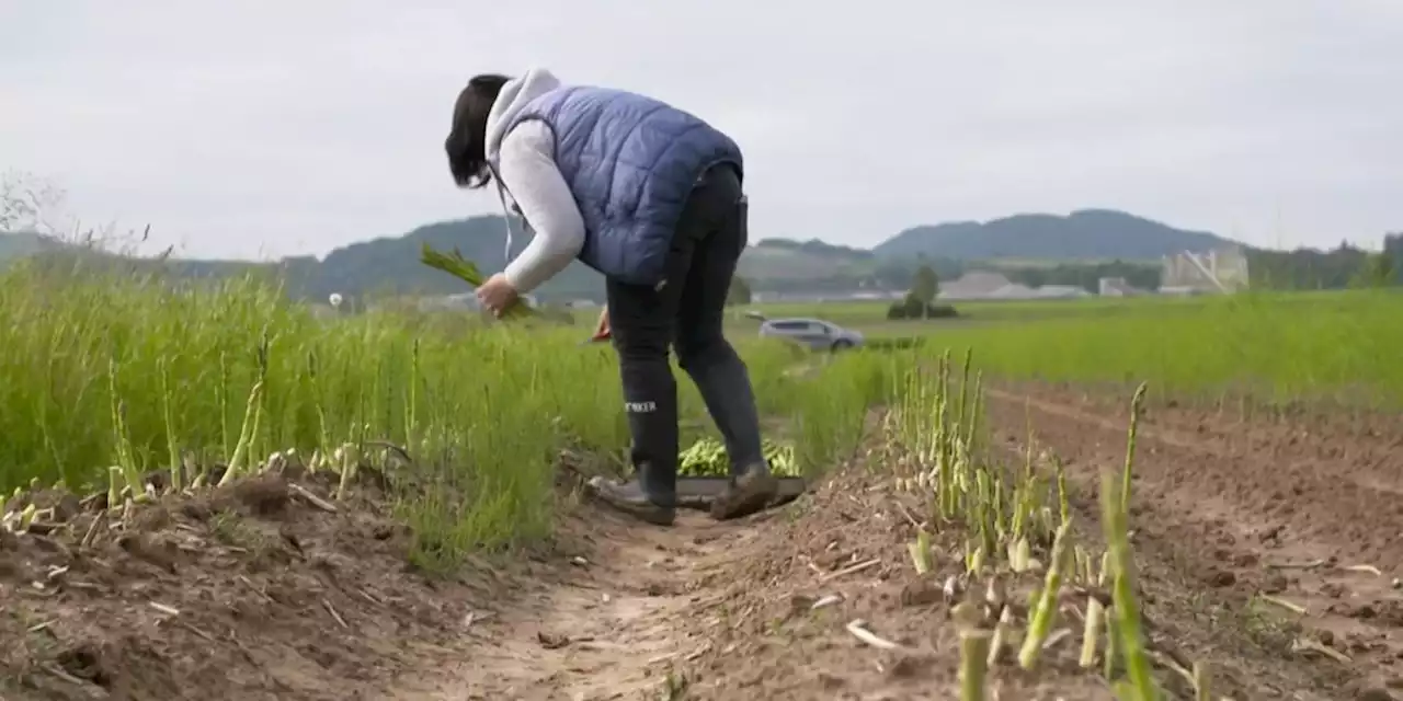 Hochqualifizierte Ukrainerinnen ackern in Schweiz auf Spargel-Feld