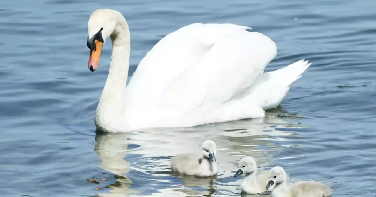 3 teens arrested after killing and eating New York village's prized swan, police say