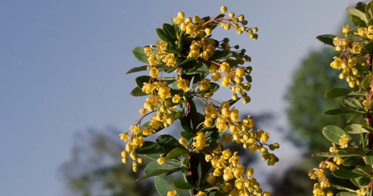 What is berberine, the supplement dubbed 'nature's Ozempic' on social media?