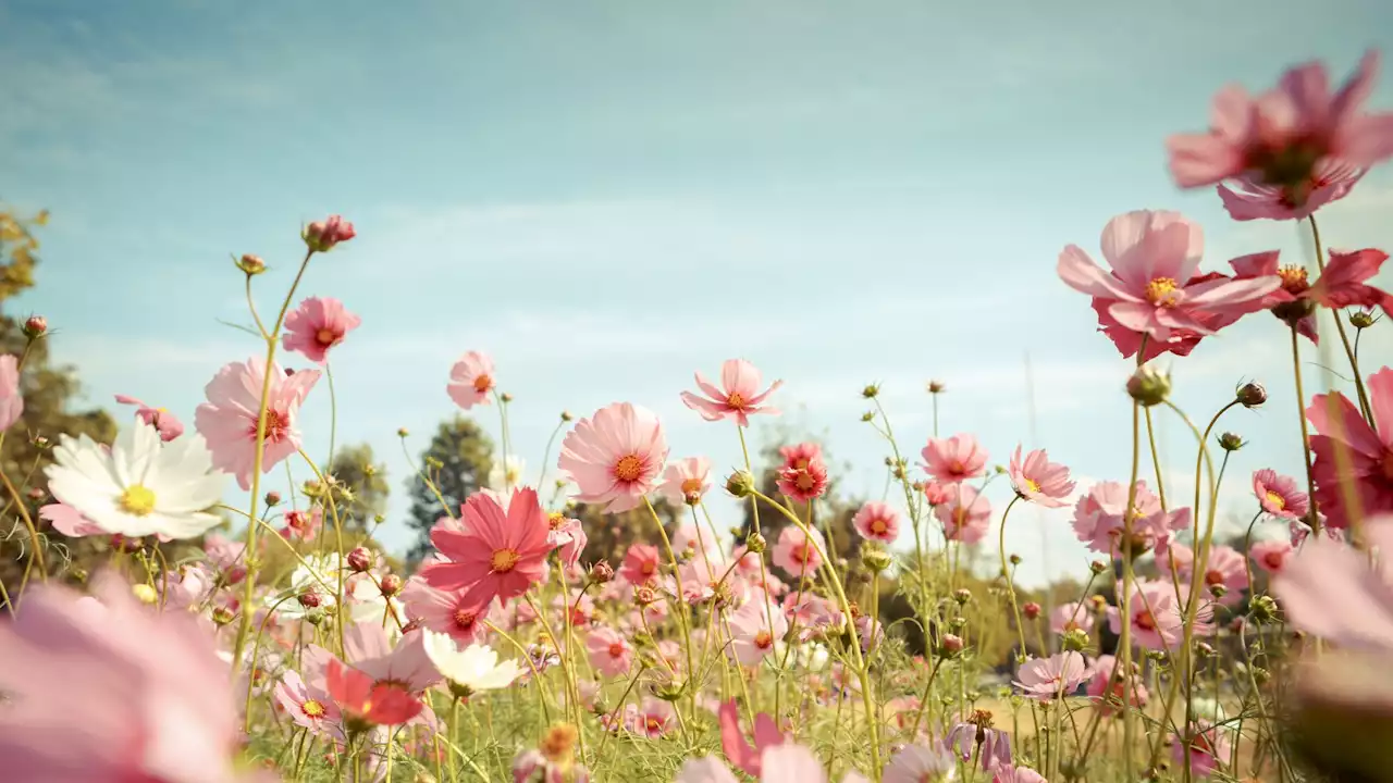 En balade je peux cueillir des fleurs, vrai ou faux?