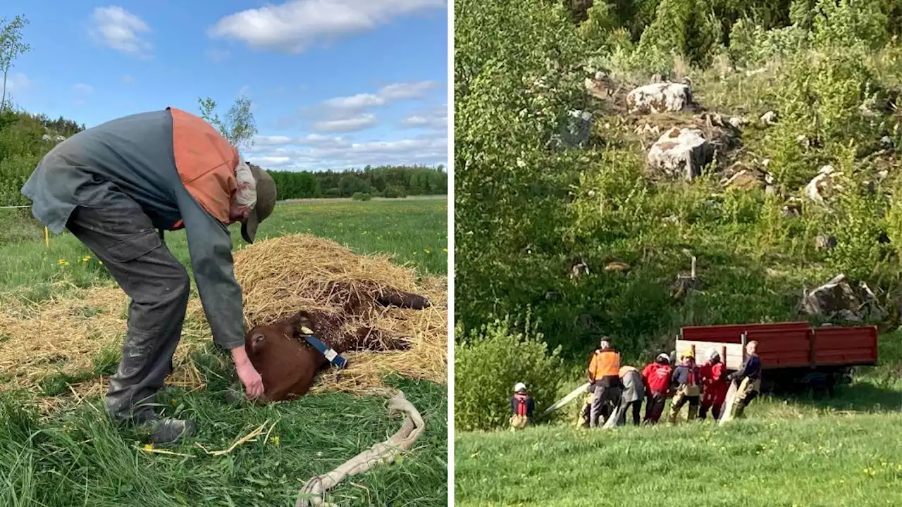 TV. 550 kilo tung ko räddades ur gyttjan