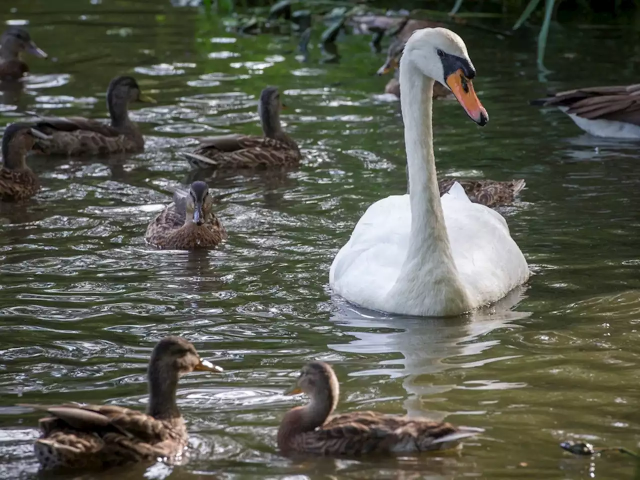 Beloved New York swan's babies rescued after mother eaten by family, cops say