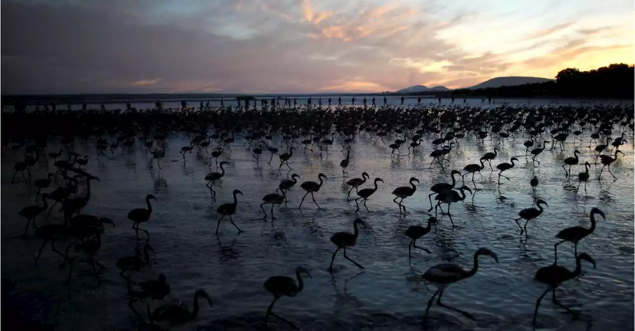 EU lawmakers push for nature deal after biggest group walks out