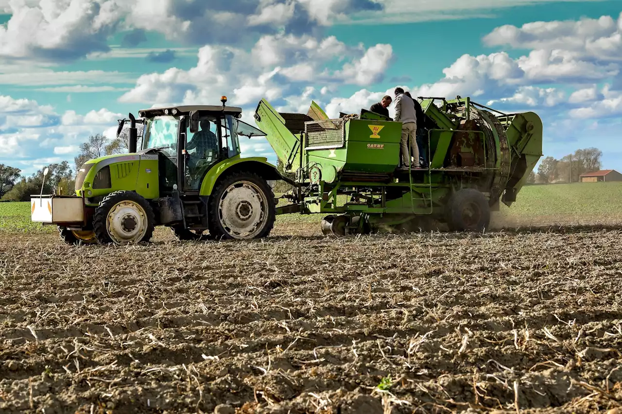 Agriculture : 'Les Français ne veulent plus travailler', selon une exploitante qui manque de main-d'œuvre