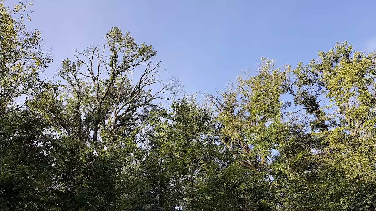 Hitze und Trockenheit setzen Wald stark zu - Schweizer Bauer