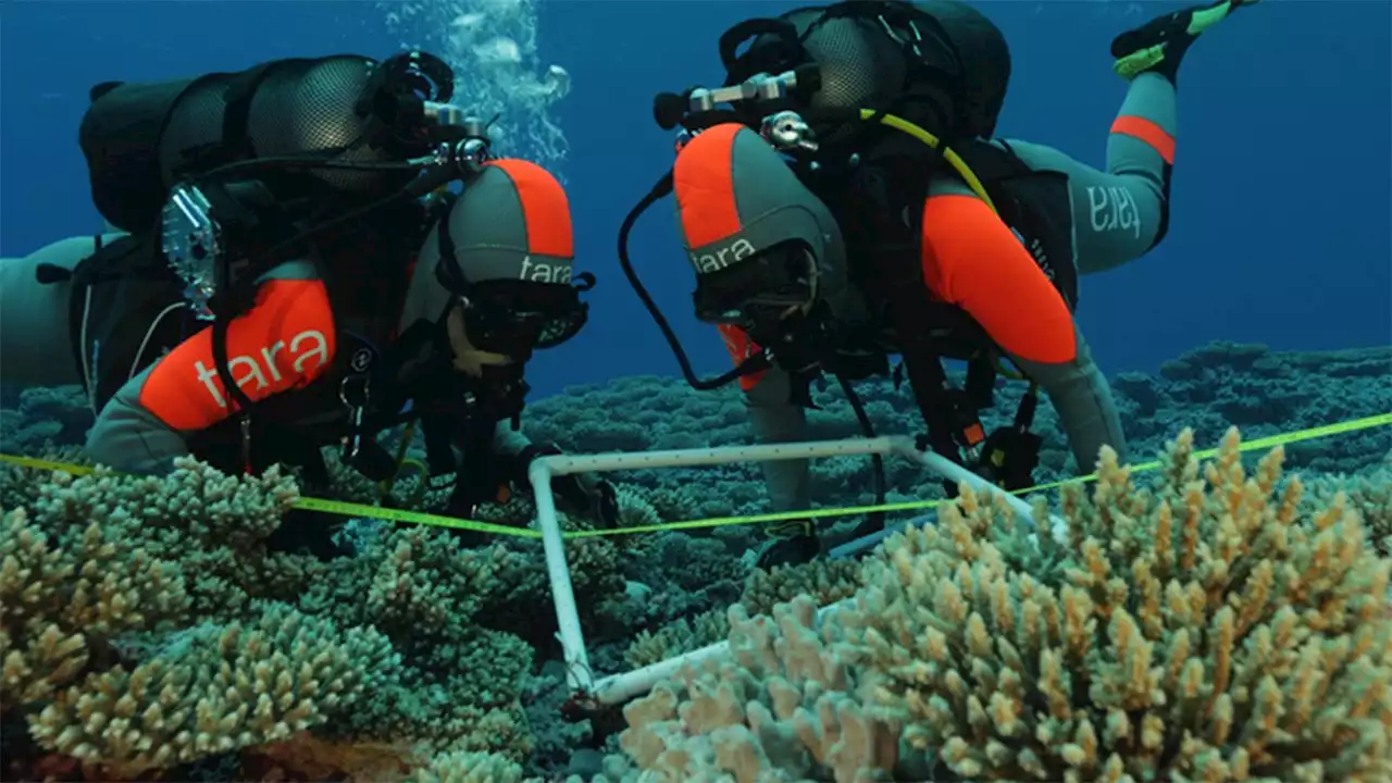 Coral reefs host millions of bacteria, revealing Earth's hidden biodiversity