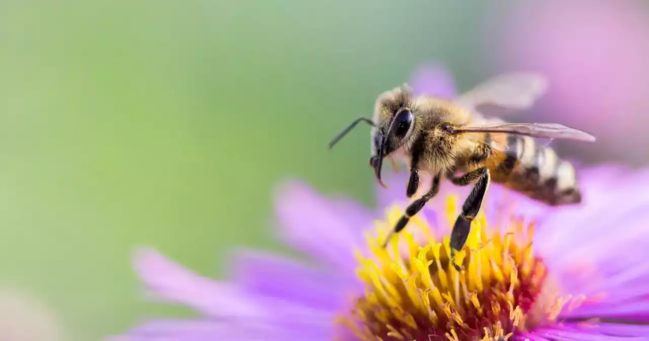 Abelhas têm sofrido com calor extremo, cientistas estão a tentar torna-las mais resistentes