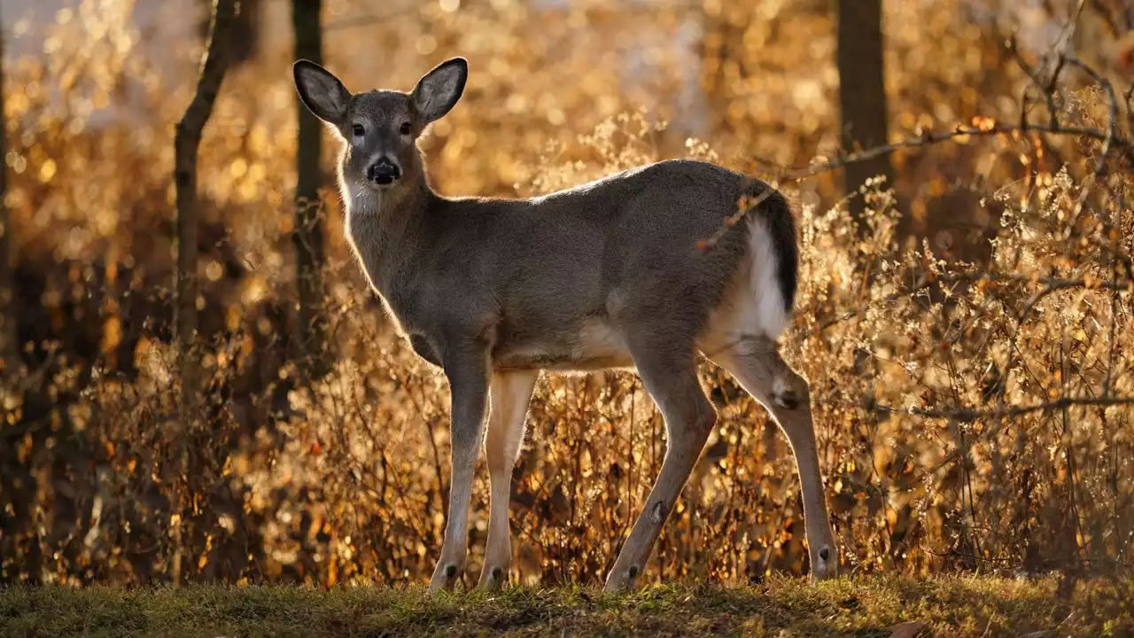 Disease affecting deer in Bexar County raises caution for hunters