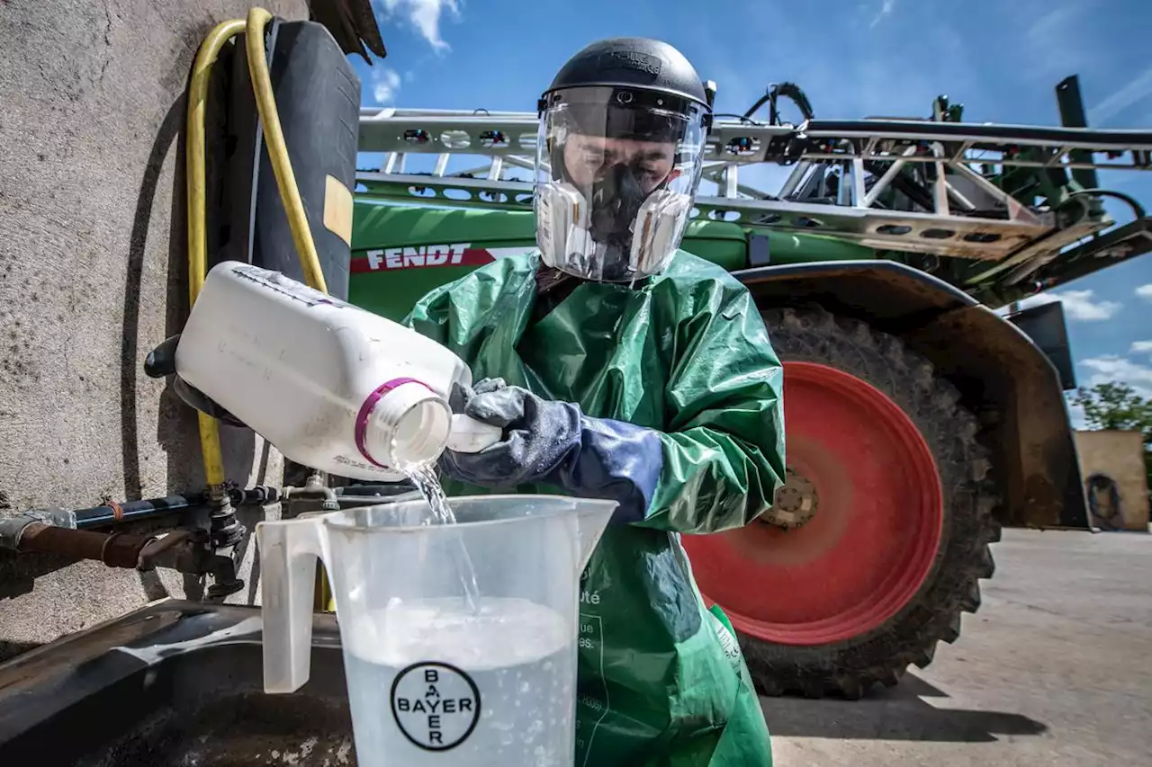 Bayer, Syngenta : les fabricants de pesticides ont-ils caché la toxicité de leurs produits en Europe ?