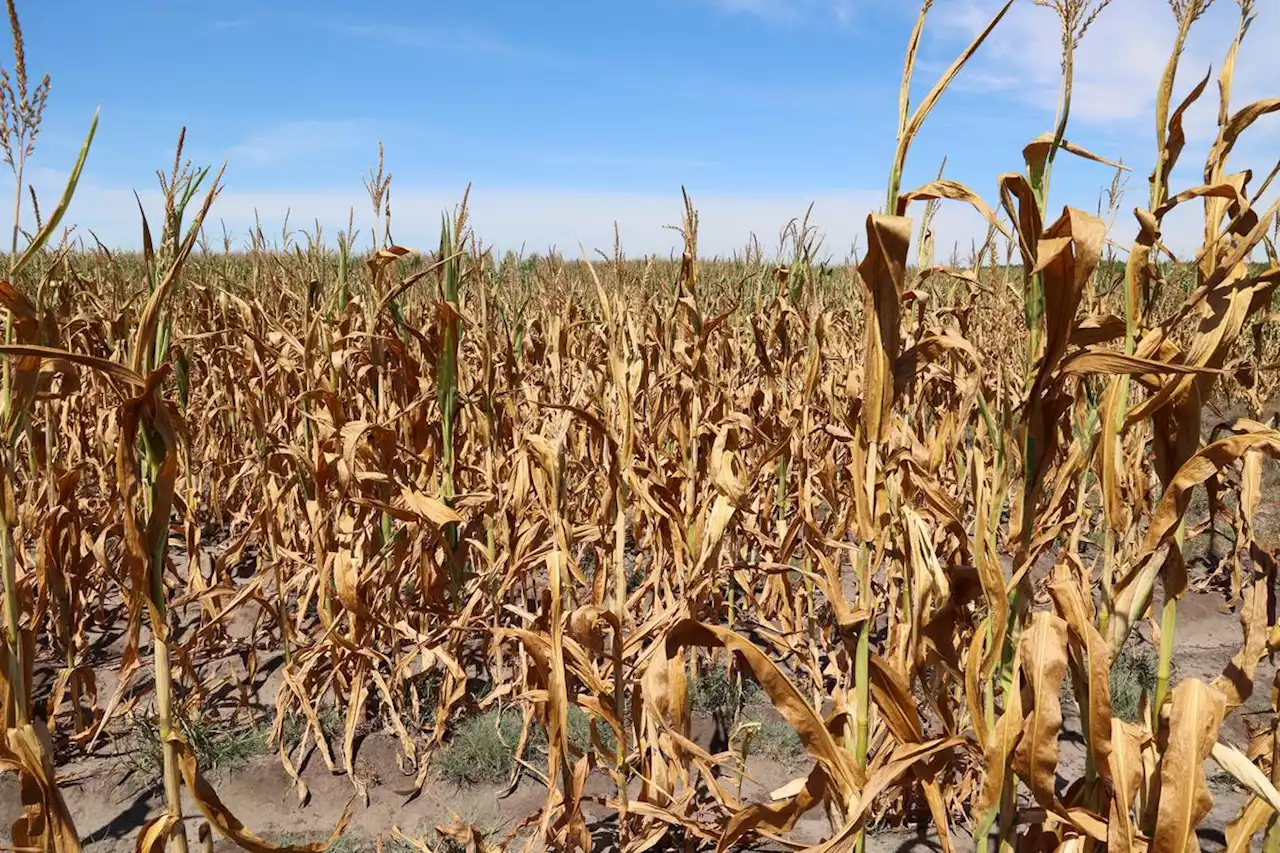 En France, les surfaces cultivées de maïs sont au plus bas depuis 30 ans