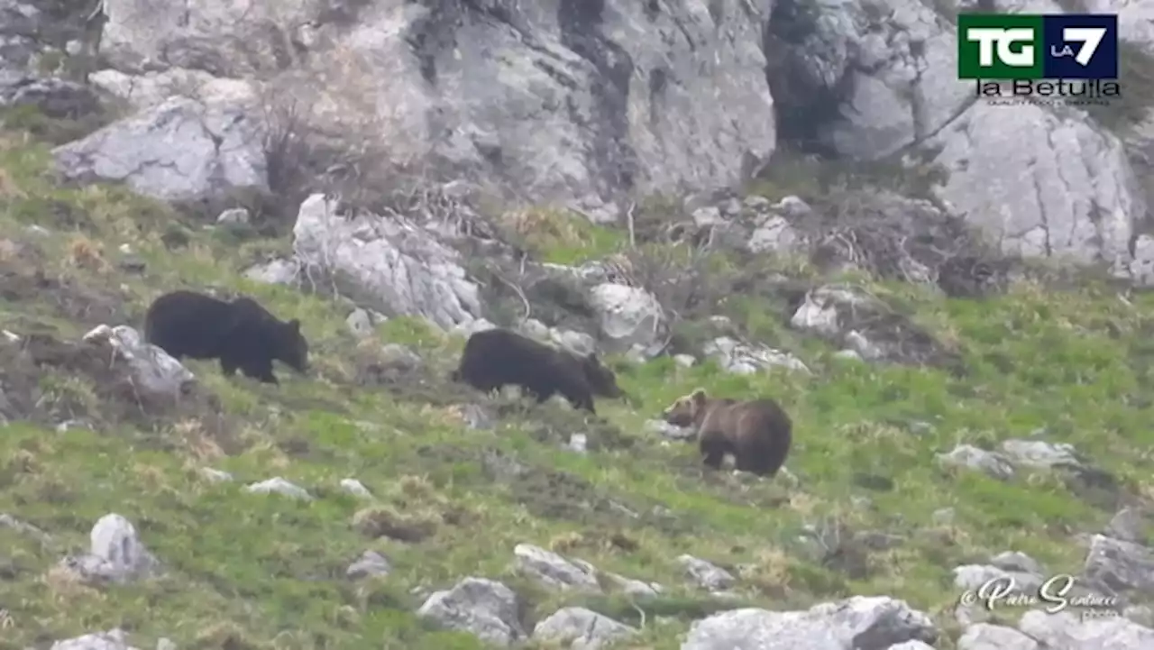 Caso rarissimo in Abruzzo: 5 orsi insieme