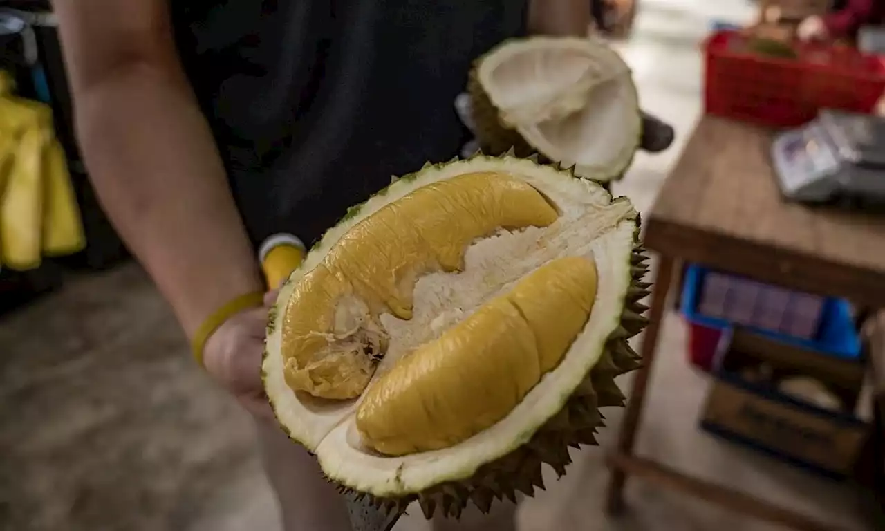 Musang King Malaysia tiada tandingan