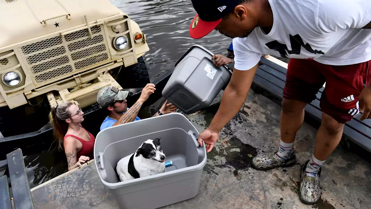 Keep Pets Safe During Hurricane Season | Weather.com