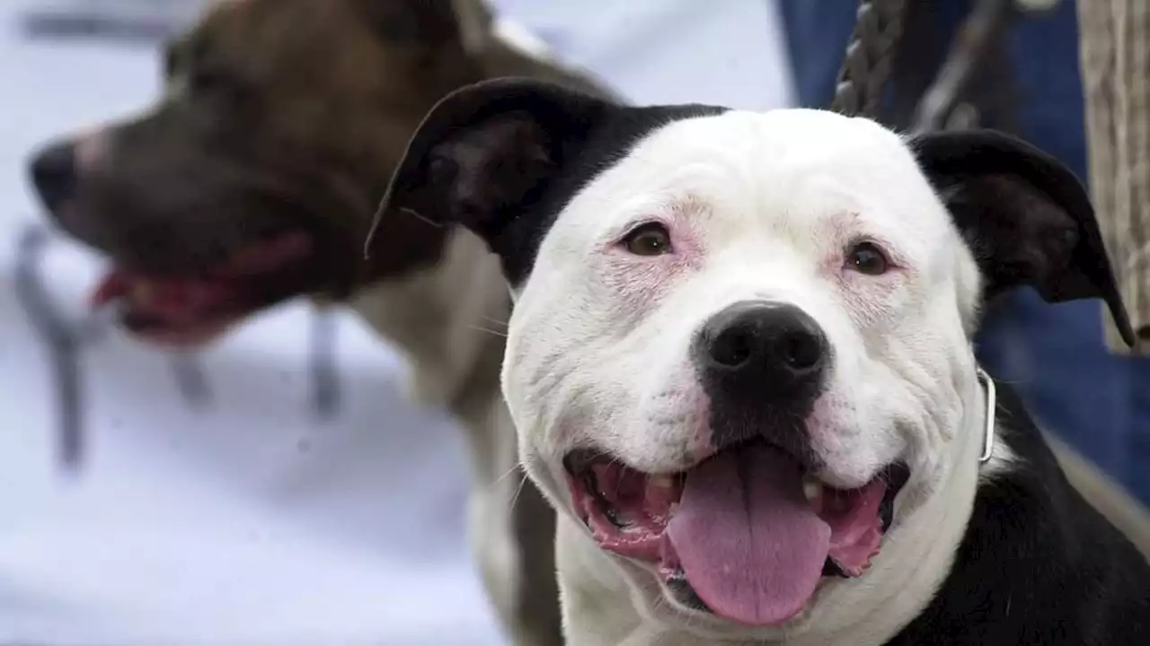 kleinkind in oldenburg attackiert: polizei erschießt bissigen hund