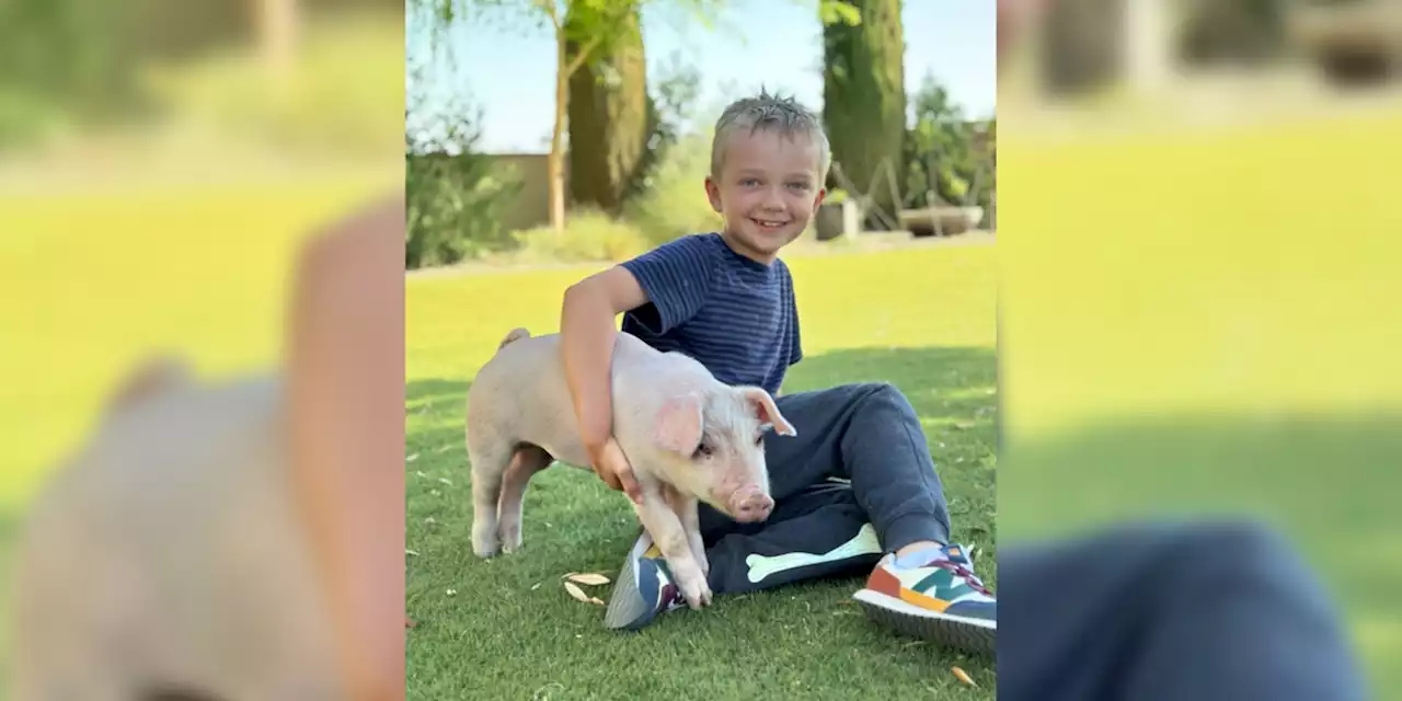 Family rescues pig after he falls out of truck on highway