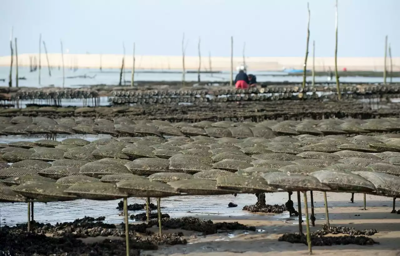 Un plan pour enrayer les vols d’huîtres sur le bassin d’Arcachon