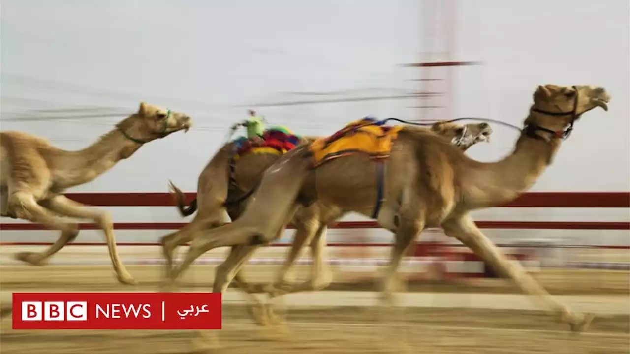 مهرجان سباق الهجن في السعودية لهذا العالم سيكون الأكبر على الإطلاق - BBC News عربي