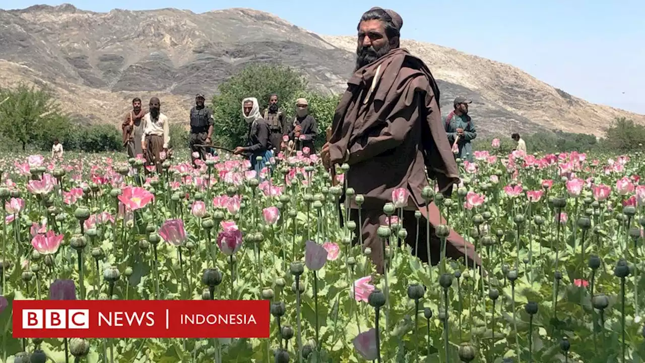 Taliban hancurkan ladang opium dalam perang melawan narkoba - BBC News Indonesia