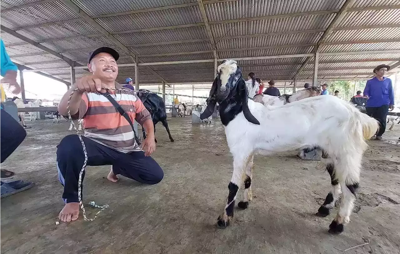 Salon Kambing Diserbu Pedagang Jelang Iduladha, Apa Saja Treatmentnya?