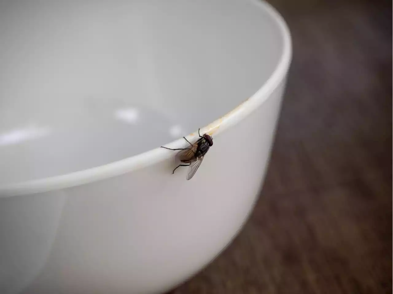 Cette odeur insoupçonnée qui attire les mouches dans une maison (et il ne s'agit de l'odeur des poubelles)