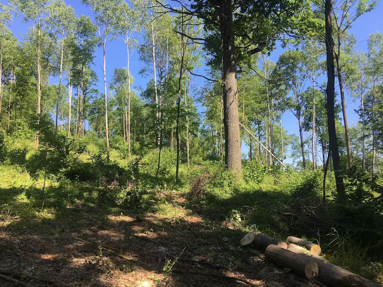 Mittelwald: Alte Waldbau-Technik für sterbende Wälder?