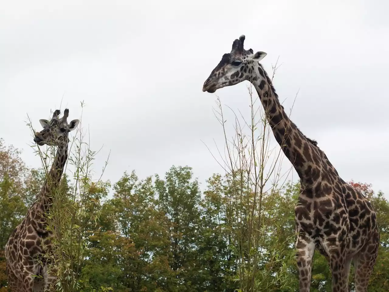 How Canada's zoos protect the animals when wildfire smoke blows in